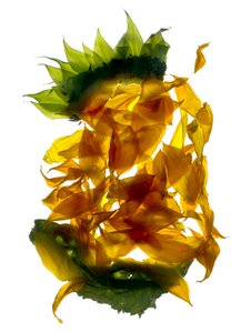 Chiquita napraforgó (digitális fotogram, digitális eredeti nyomat)