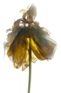 Peony Stand White (digitális fotogram, digitális eredeti nyomat)