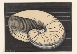 Nautilusschelp