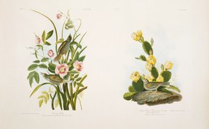 Seaside Finch/Grass Finch, vagy Bay-Winged Bunting, miután J.J. Audubon "Amerika madarai"