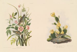 Tengerparti pinty; és Grafs Finch vagy Bay-Winged Bunting alkotó: Julius Bien after John James Audubon