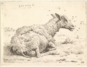 Részben lenyírt birkák hevernek a fűben, feje körül rovarok lebegnek, 1655.