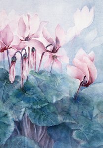 Pink Cyclamen Pseudibericum alkotó: Karen Armitage