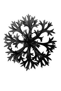 Eredeti művészeti formák alkotó: Karl Blossfeldt