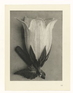 Növénytanulmányok A művészet archetípusai: fényképek a növényekről (sorozat címe) alkotó: Karl Blossfeldt