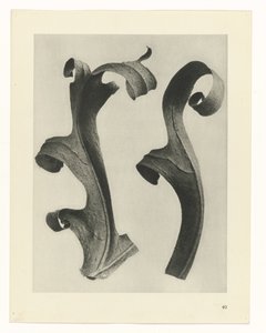 Növénytanulmányok A művészet archetípusai: fényképek a növényekről (sorozat címe) alkotó: Karl Blossfeldt