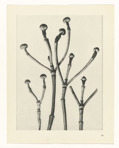 Növénytanulmányok A művészet archetípusai: fényképek a növényekről (sorozat címe) alkotó: Karl Blossfeldt