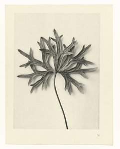 Növénytanulmányok A művészet archetípusai: fényképek a növényekről (sorozat címe) alkotó: Karl Blossfeldt