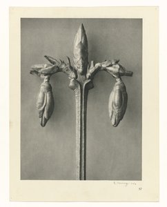 Növénytanulmányok A művészet archetípusai: fényképek a növényekről (sorozat címe) alkotó: Karl Blossfeldt