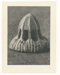 Növénytanulmányok A művészet archetípusai: fényképek a növényekről (sorozat címe) alkotó: Karl Blossfeldt