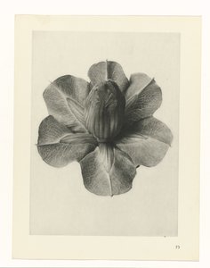Növénytanulmányok A művészet archetípusai: fényképek a növényekről (sorozat címe) alkotó: Karl Blossfeldt