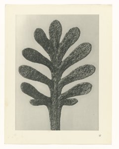 Növénytanulmányok A művészet archetípusai: fényképek a növényekről (sorozat címe) alkotó: Karl Blossfeldt