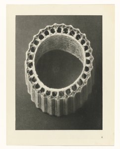 Növénytanulmányok A művészet archetípusai: fényképek a növényekről (sorozat címe) alkotó: Karl Blossfeldt