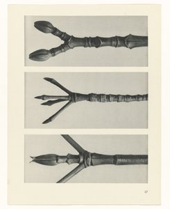 terv tanulmány A művészet archetípusai (sorozat címe) alkotó: Karl Blossfeldt