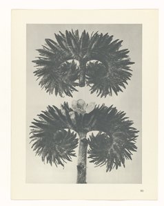 terv tanulmány A művészet archetípusai (sorozat címe) alkotó: Karl Blossfeldt