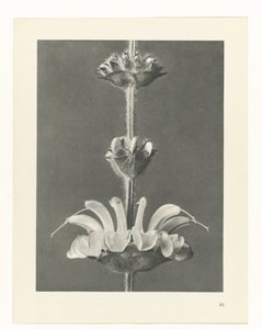 terv tanulmány A művészet archetípusai (sorozat címe) alkotó: Karl Blossfeldt
