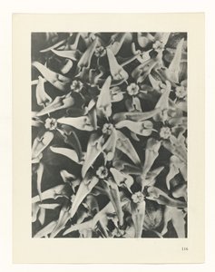 terv tanulmány A művészet archetípusai (sorozat címe) alkotó: Karl Blossfeldt