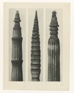 terv tanulmány A művészet archetípusai (sorozat címe) alkotó: Karl Blossfeldt