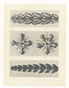 terv tanulmány A művészet archetípusai (sorozat címe) alkotó: Karl Blossfeldt