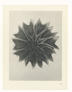 terv tanulmány A művészet archetípusai (sorozat címe) alkotó: Karl Blossfeldt
