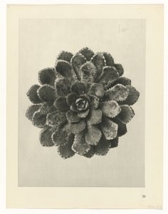 terv tanulmány A művészet archetípusai (sorozat címe) alkotó: Karl Blossfeldt