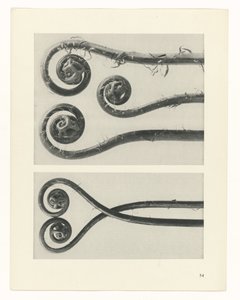 terv tanulmány A művészet archetípusai (sorozat címe) alkotó: Karl Blossfeldt