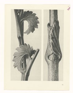 terv tanulmány A művészet archetípusai (sorozat címe) alkotó: Karl Blossfeldt