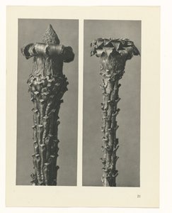 terv tanulmány A művészet archetípusai (sorozat címe) alkotó: Karl Blossfeldt