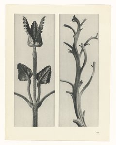 terv tanulmány A művészet archetípusai (sorozat címe) alkotó: Karl Blossfeldt