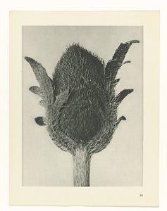 terv tanulmány A művészet archetípusai (sorozat címe) alkotó: Karl Blossfeldt