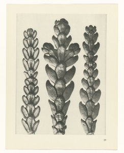 terv tanulmány A művészet archetípusai (sorozat címe) alkotó: Karl Blossfeldt