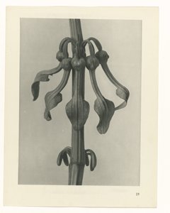 terv tanulmány A művészet archetípusai (sorozat címe) alkotó: Karl Blossfeldt