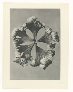 terv tanulmány A művészet archetípusai (sorozat címe) alkotó: Karl Blossfeldt