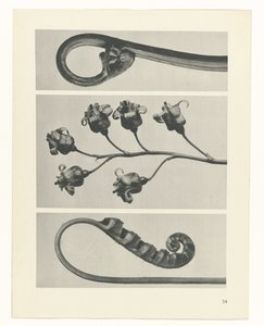 terv tanulmány A művészet archetípusai (sorozat címe) alkotó: Karl Blossfeldt