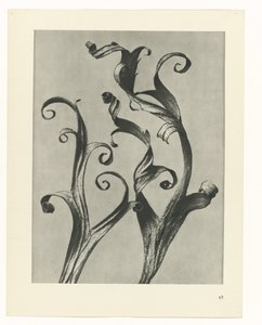 terv tanulmány A művészet archetípusai (sorozat címe) alkotó: Karl Blossfeldt