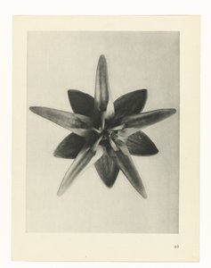 terv tanulmány A művészet archetípusai (sorozat címe) alkotó: Karl Blossfeldt