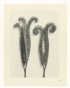 terv tanulmány A művészet archetípusai (sorozat címe) alkotó: Karl Blossfeldt