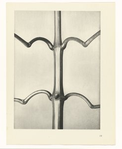 terv tanulmány A művészet archetípusai (sorozat címe) alkotó: Karl Blossfeldt