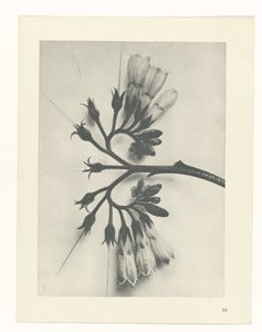 terv tanulmány A művészet archetípusai (sorozat címe) alkotó: Karl Blossfeldt