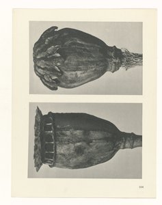 terv tanulmány A művészet archetípusai (sorozat címe) alkotó: Karl Blossfeldt