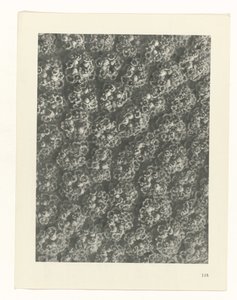 terv tanulmány A művészet archetípusai (sorozat címe) alkotó: Karl Blossfeldt