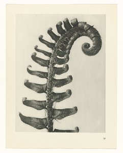 terv tanulmány A művészet archetípusai (sorozat címe) alkotó: Karl Blossfeldt