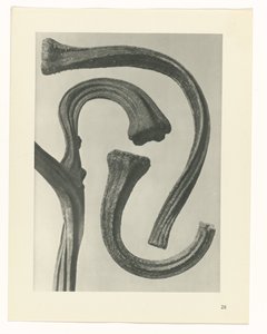 terv tanulmány A művészet archetípusai (sorozat címe) alkotó: Karl Blossfeldt