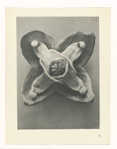 terv tanulmány A művészet archetípusai (sorozat címe) alkotó: Karl Blossfeldt