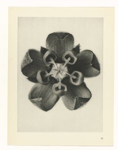 terv tanulmány A művészet archetípusai (sorozat címe) alkotó: Karl Blossfeldt