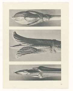 terv tanulmány A művészet archetípusai (sorozat címe) alkotó: Karl Blossfeldt