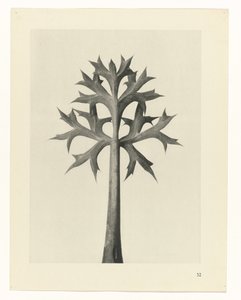 terv tanulmány A művészet archetípusai (sorozat címe) alkotó: Karl Blossfeldt