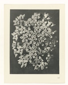 terv tanulmány A művészet archetípusai (sorozat címe) alkotó: Karl Blossfeldt
