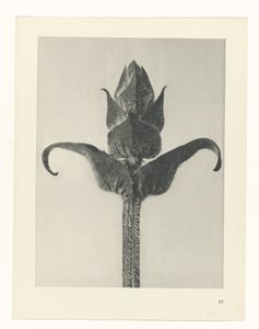 terv tanulmány A művészet archetípusai (sorozat címe) alkotó: Karl Blossfeldt