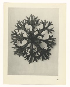 terv tanulmány A művészet archetípusai (sorozat címe) alkotó: Karl Blossfeldt
